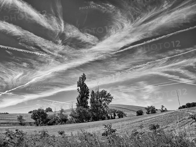 Group of trees on wheat field with cirrus
