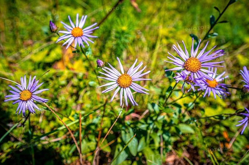 Flowers of a european michaelmas daisy