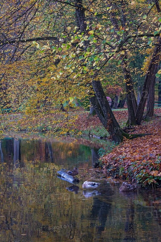 Park of Matzen Castle in autumn