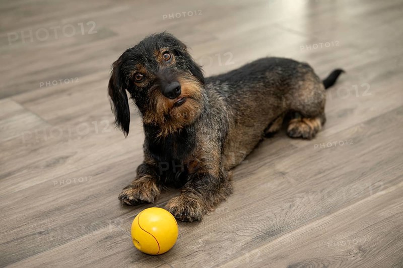 Rough-haired dachshund