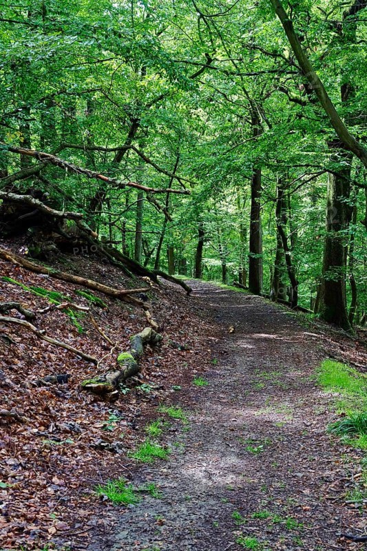 Kellerwald-Edersee National Park in late summer