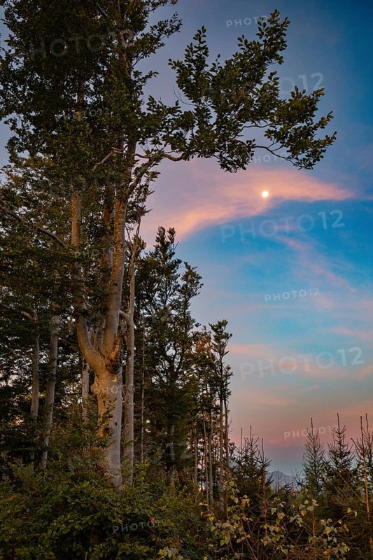 Group of trees in the morning with full moon