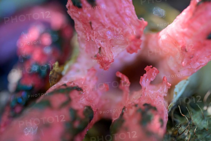 Octopus stinkhorn