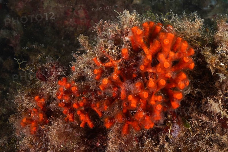 False coral