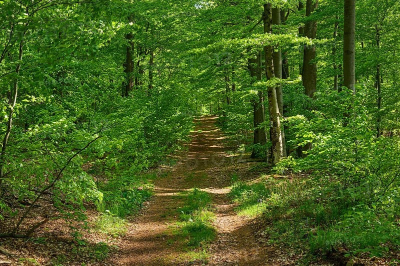 Path