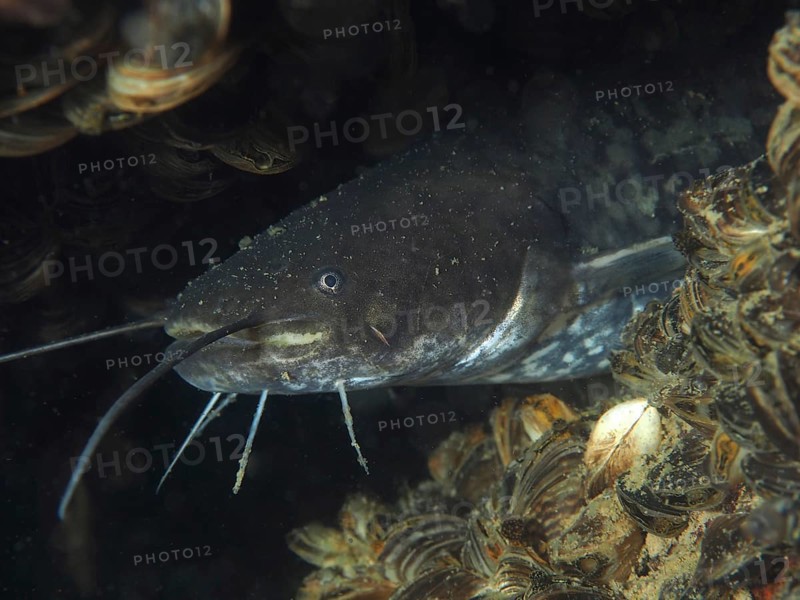 Close-up of catfish