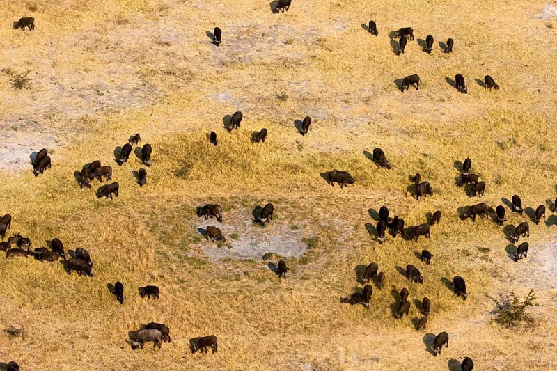 African buffalo