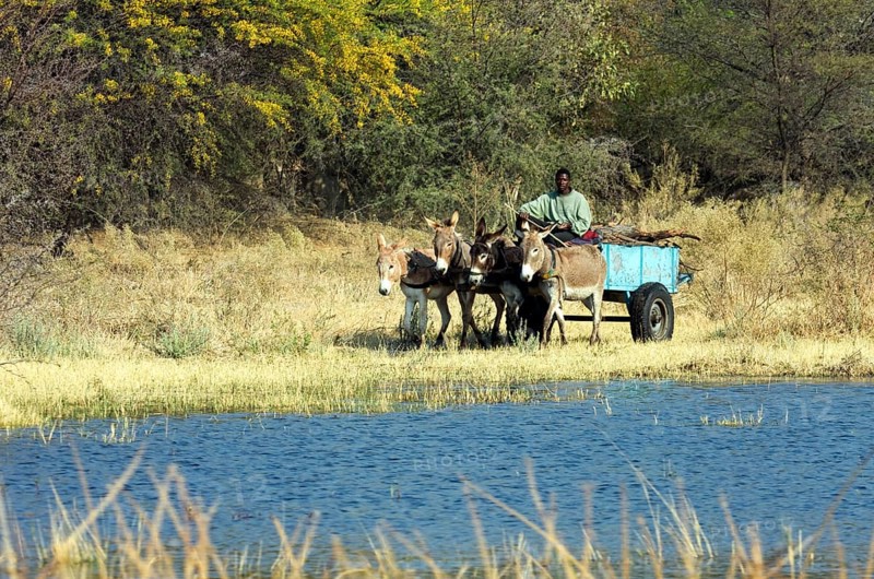 Donkey carts by the river