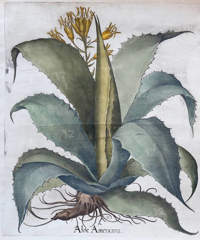 Agave
