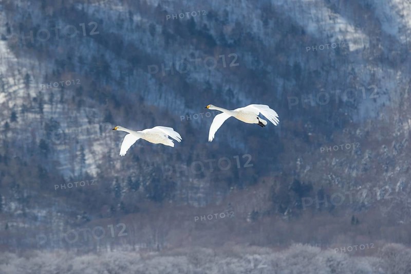 Whooper Swans