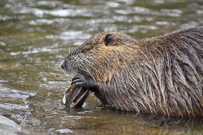 A nutria