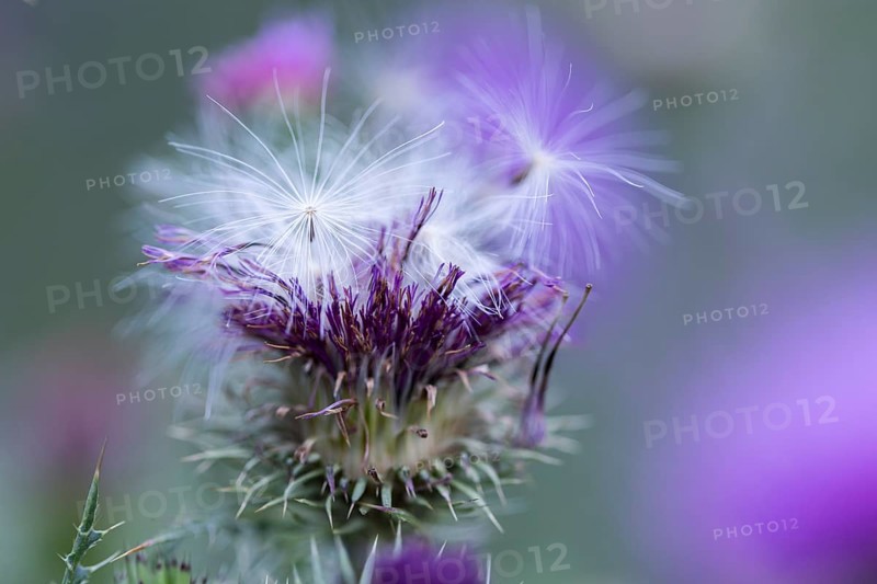Flowers and seeds of a thistle