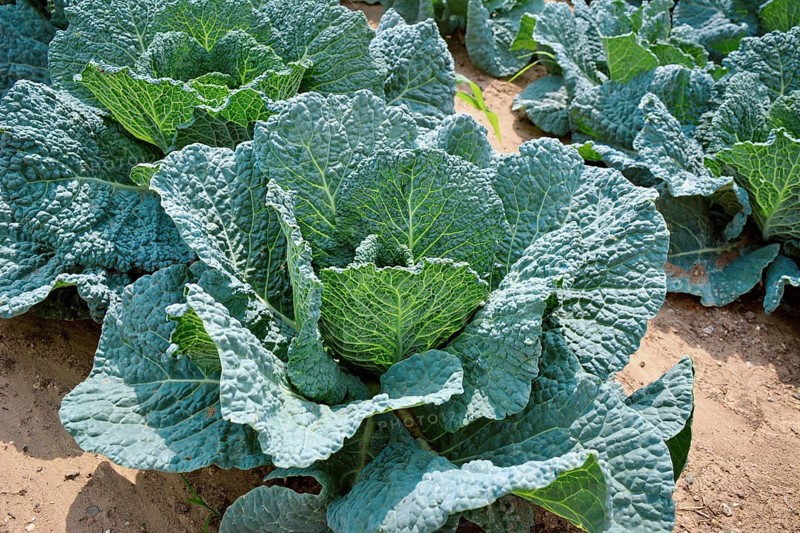 Savoy cabbage with crinkled leaves growing in field