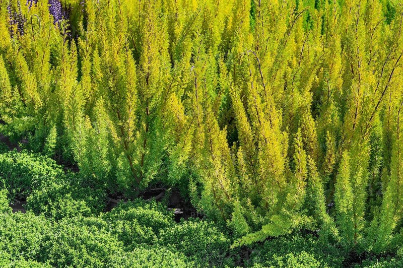 Shrub veronica and tree heath in a garden centre