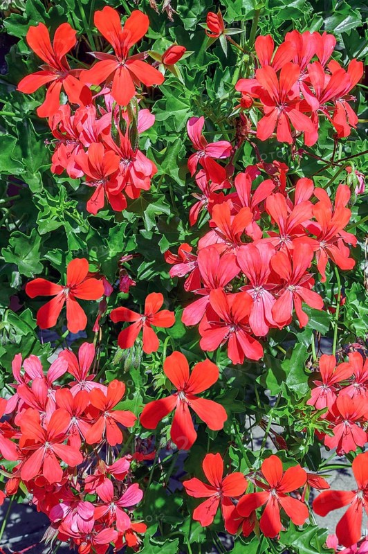 Geraniums