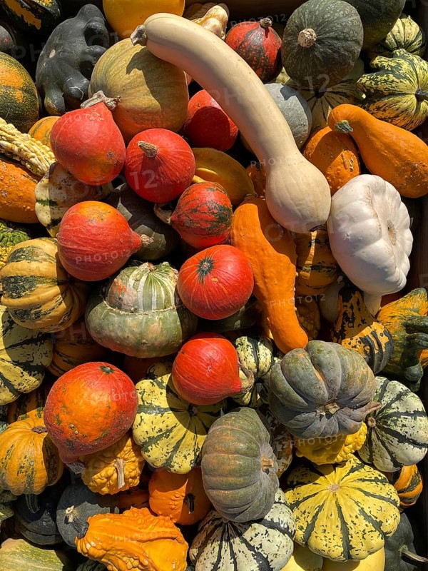 Many pumpkin varieties