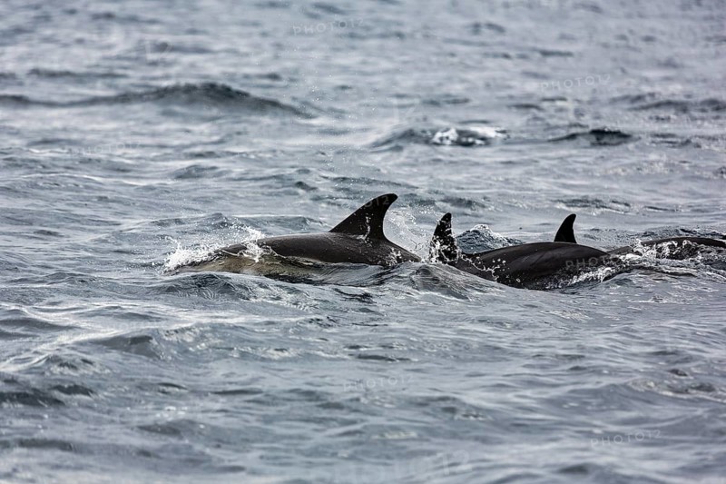 Short-beaked common dolphins