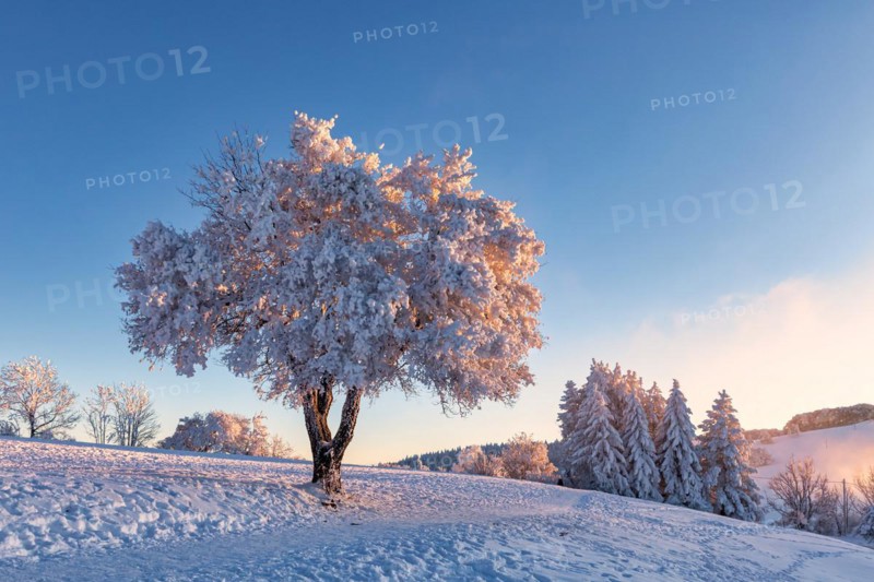 Winter landscape