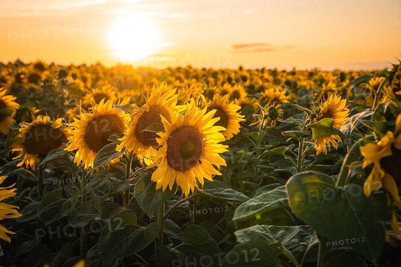 Huge sunflower field at sunset
