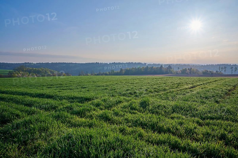Grain field