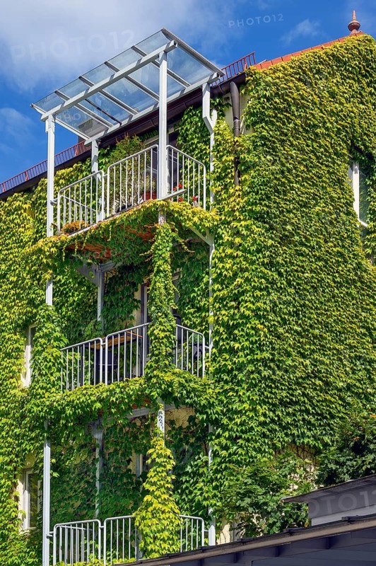 With boston ivy