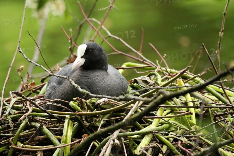 Common coot
