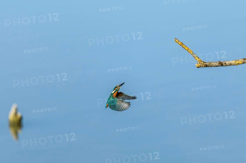 European Kingfisher
