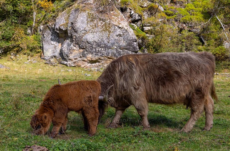 Scottish Highland Cattle