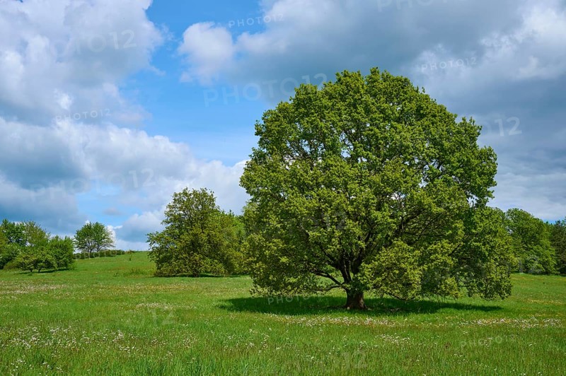 Oak tree