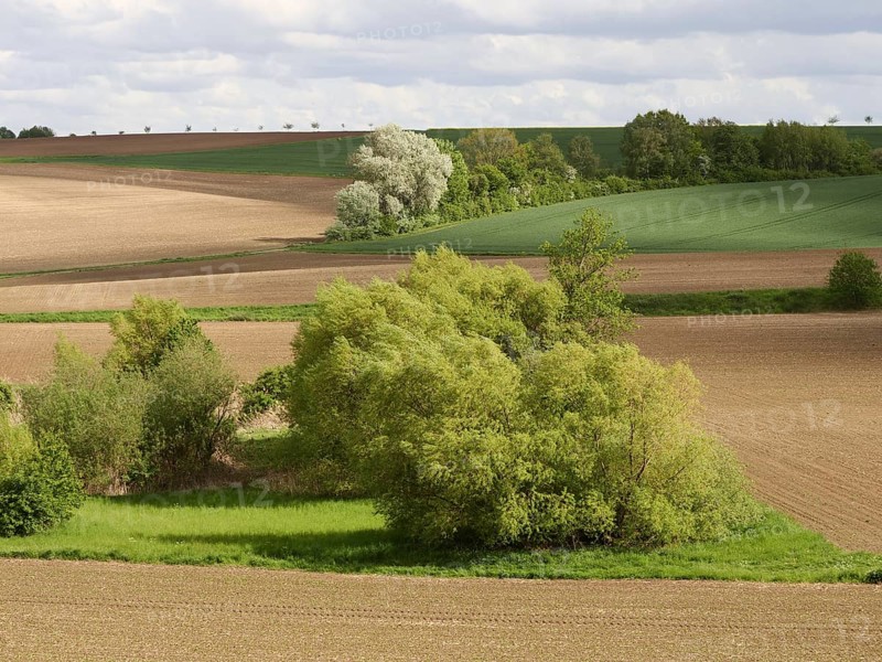 Bocage Landscape with Fields Hedges and Trees