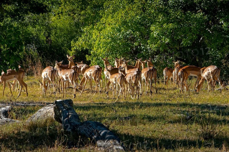 Impalas