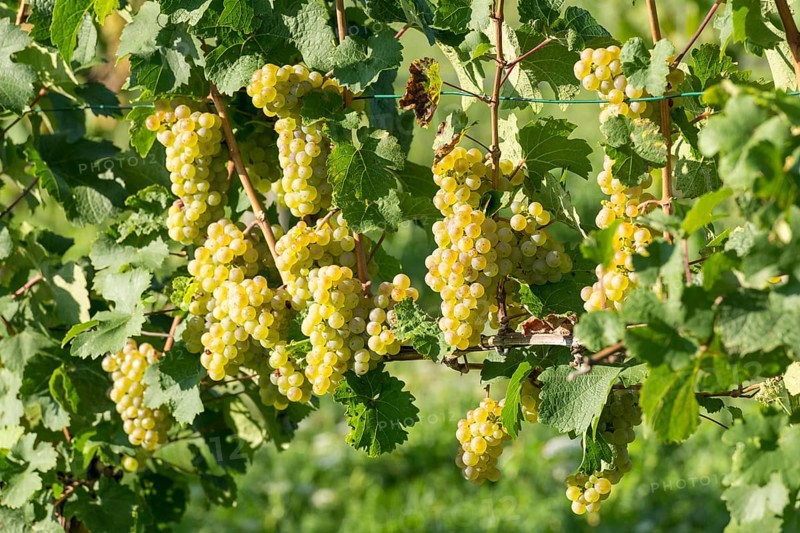 Riesling grapes on vine