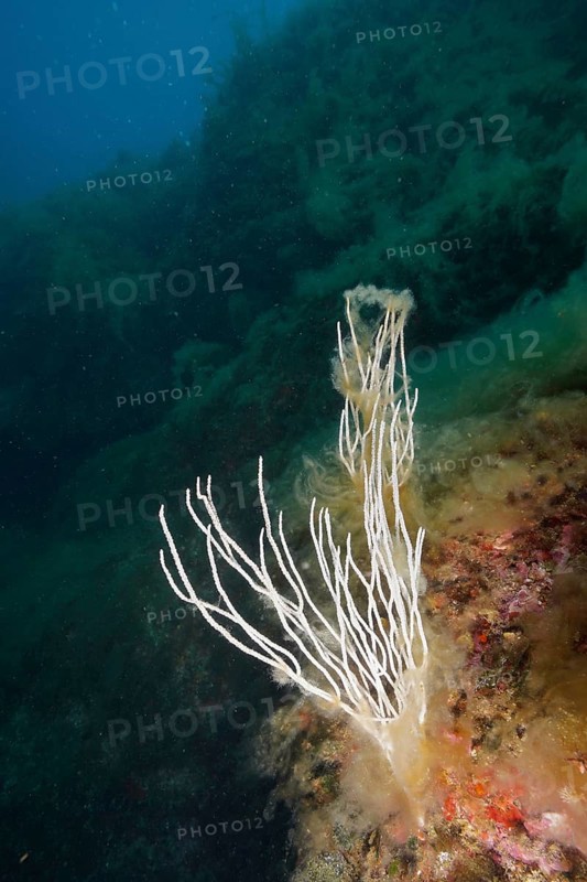 White gorgonian