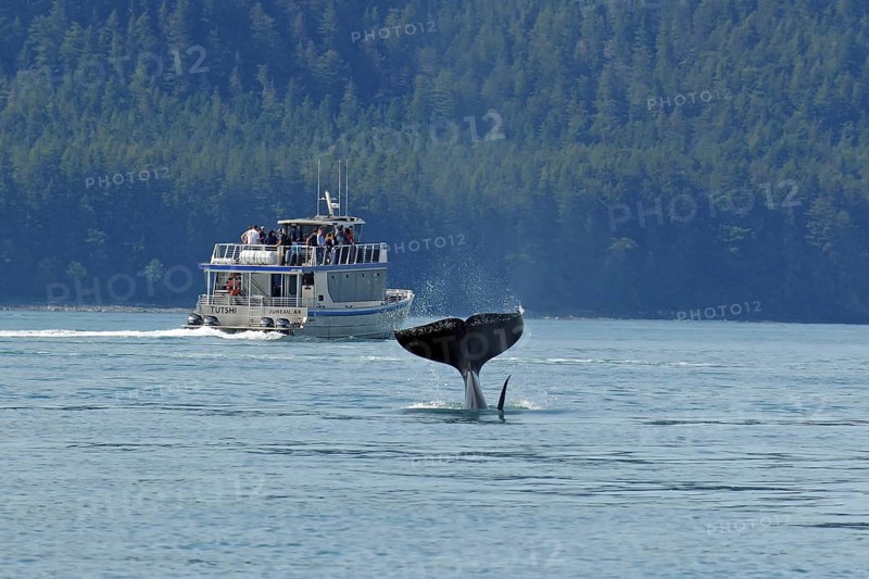 Fluke of a diving humpback whale in front of tourist boat