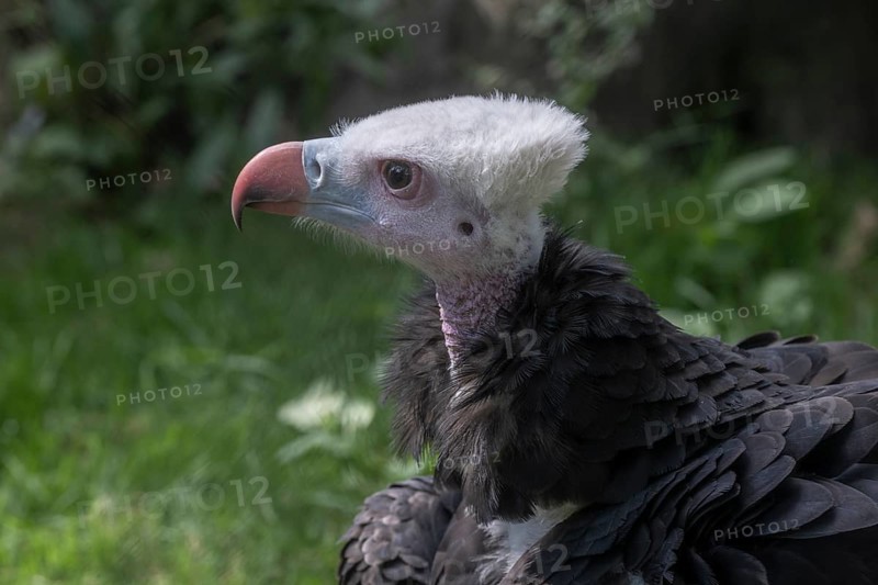 Woolly-headed Vulture