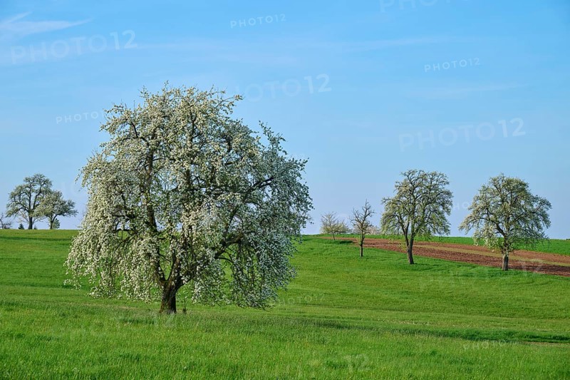 Pear trees