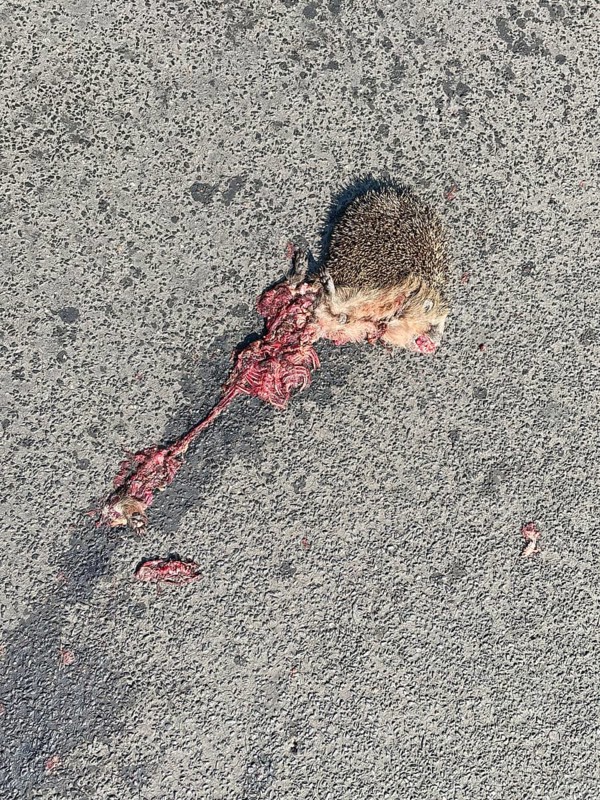 European hedgehog