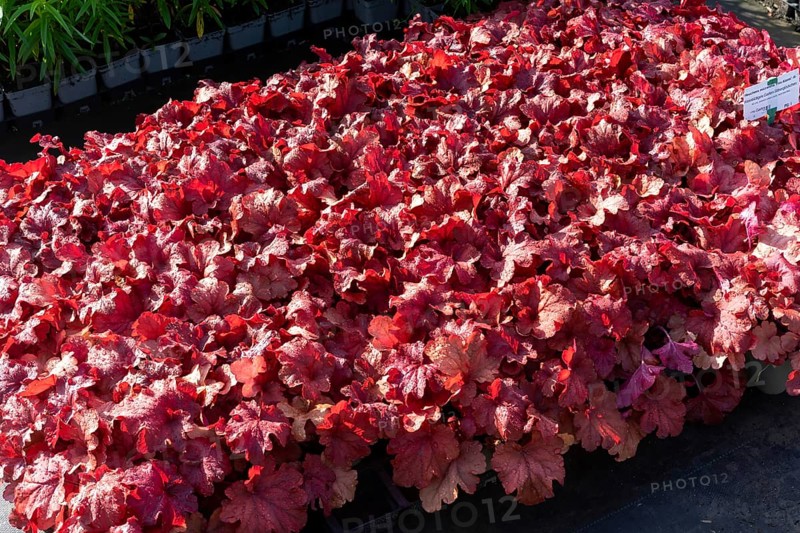 A large quantity of dark red plants