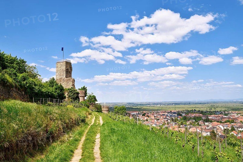 Spur castle ruin called Wachtenburg in Wachenheim city in Rhineland-Palatinate