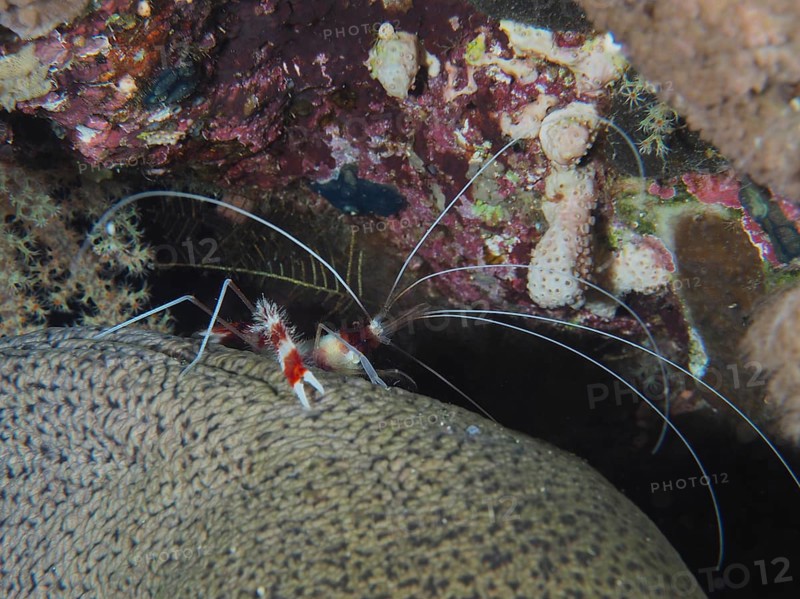 Banded coral shrimp