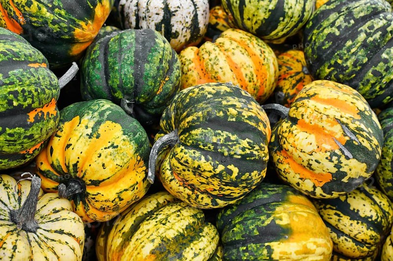 Pile of small colorful orange