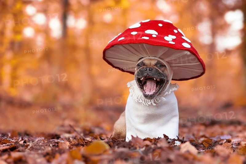 Laughing French Bulldog dog in funny unique fly agaric mushroom costume standing in orange autumn forest with copy space