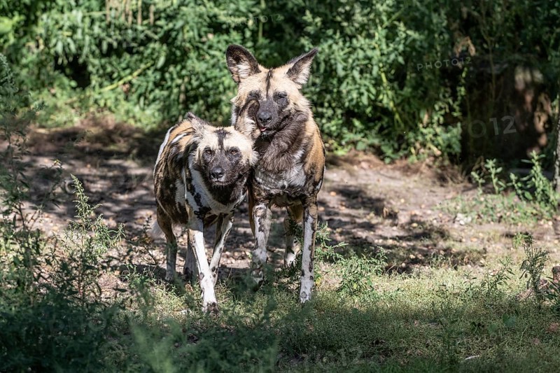 African wild dogs