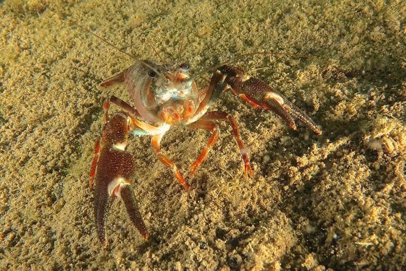 Signal crayfish