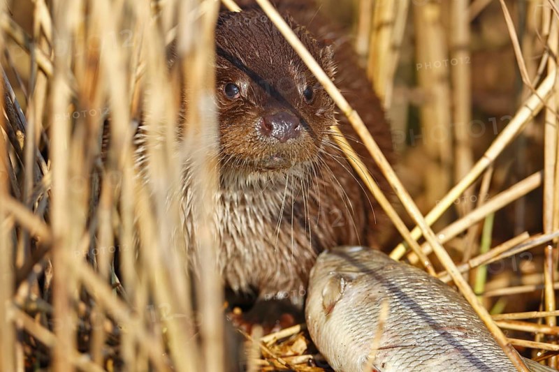 European otter
