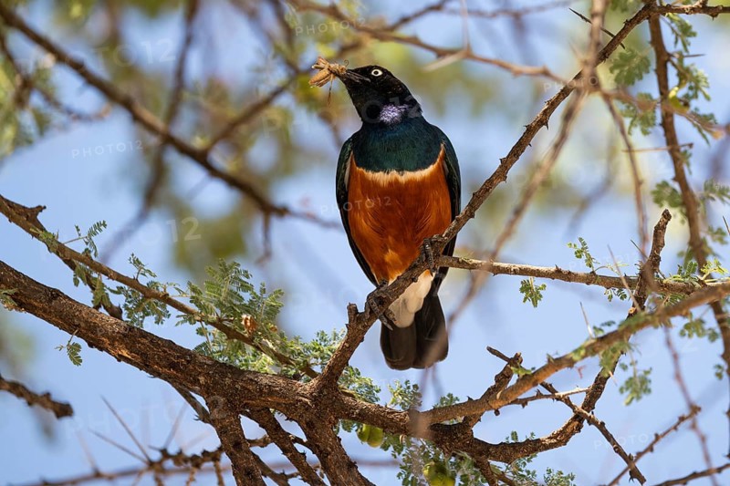Superb starling