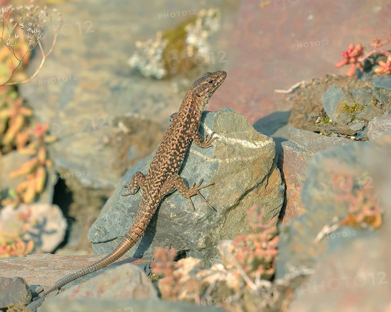 Common wall lizard