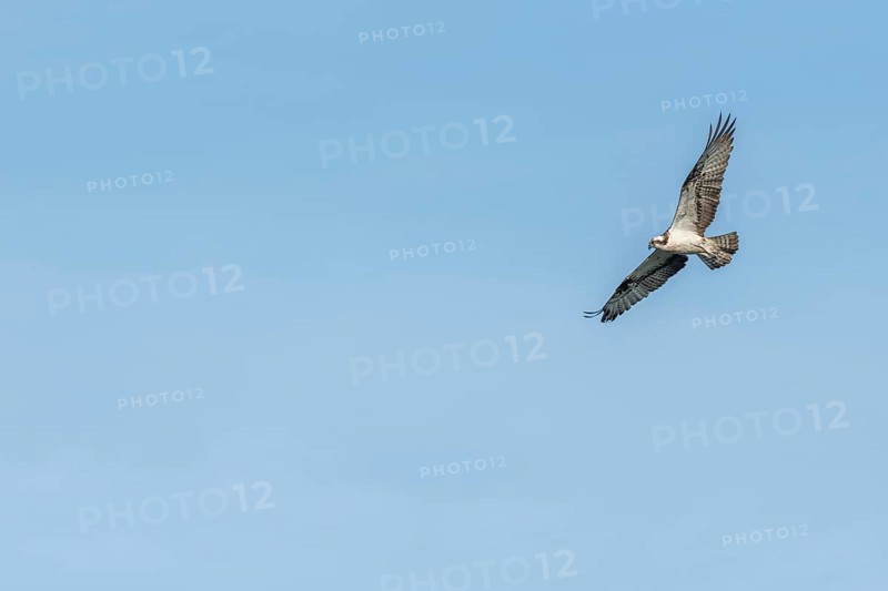 Western osprey