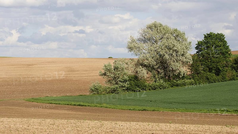 Bocage Landscape with Fields Hedges and Trees
