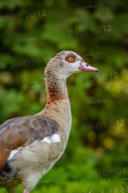 Egyptian goose in meadow